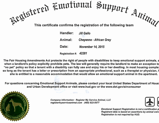 Emotional Support Animal Letter for Flying Example Beautiful Emotional Support or Service Animals Fair Housing