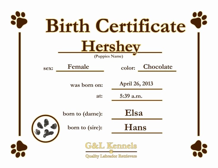 German Birth Certificate Template Elegant Dog Birth Certificate Template Puppy Birth Certificates